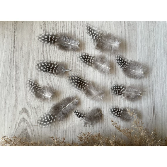 Gyöngytyúk toll (20 db) 5-7 cm